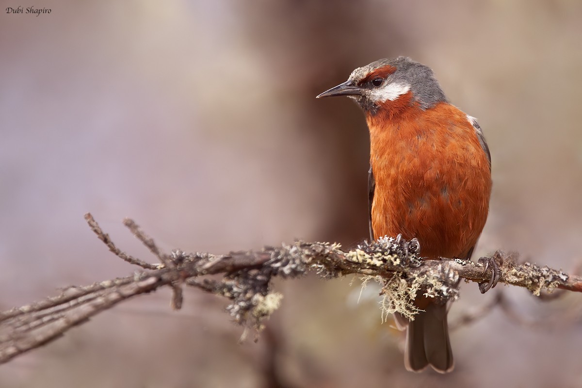 Giant Conebill (Oreomanes)