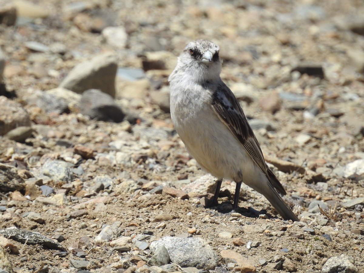 White-rumped Snowfinch (Onychostruthus)