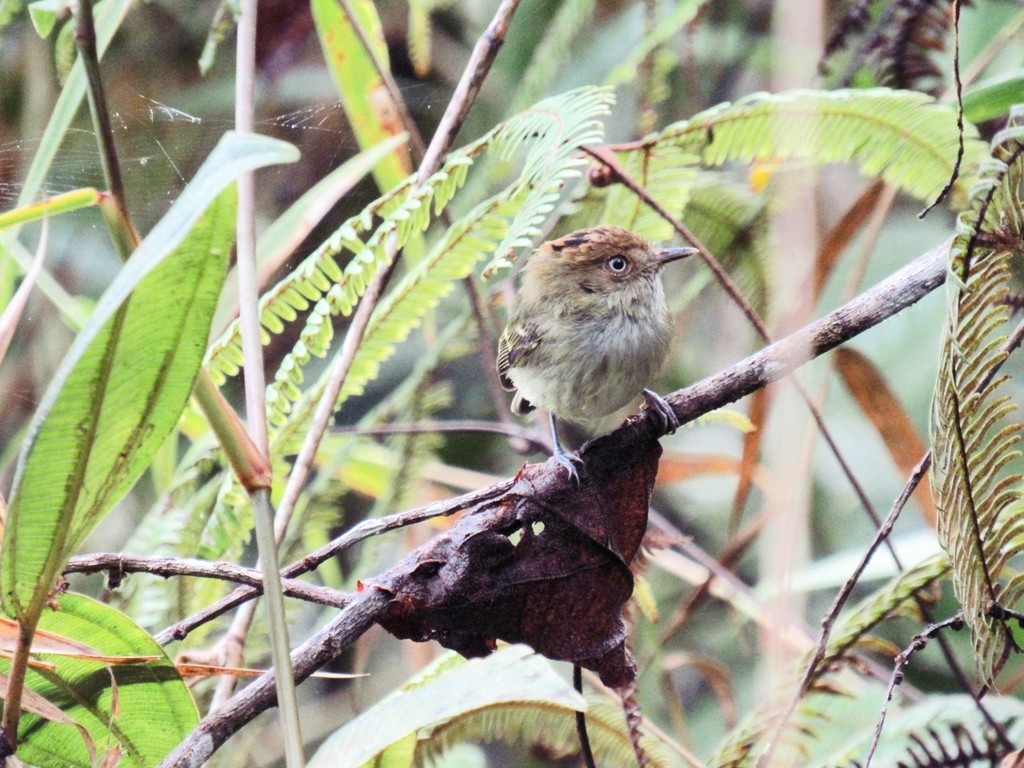 Scale-crested Pygmy-tyrant