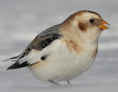 Snow and Mckay'S Buntings (Plectrophenax)