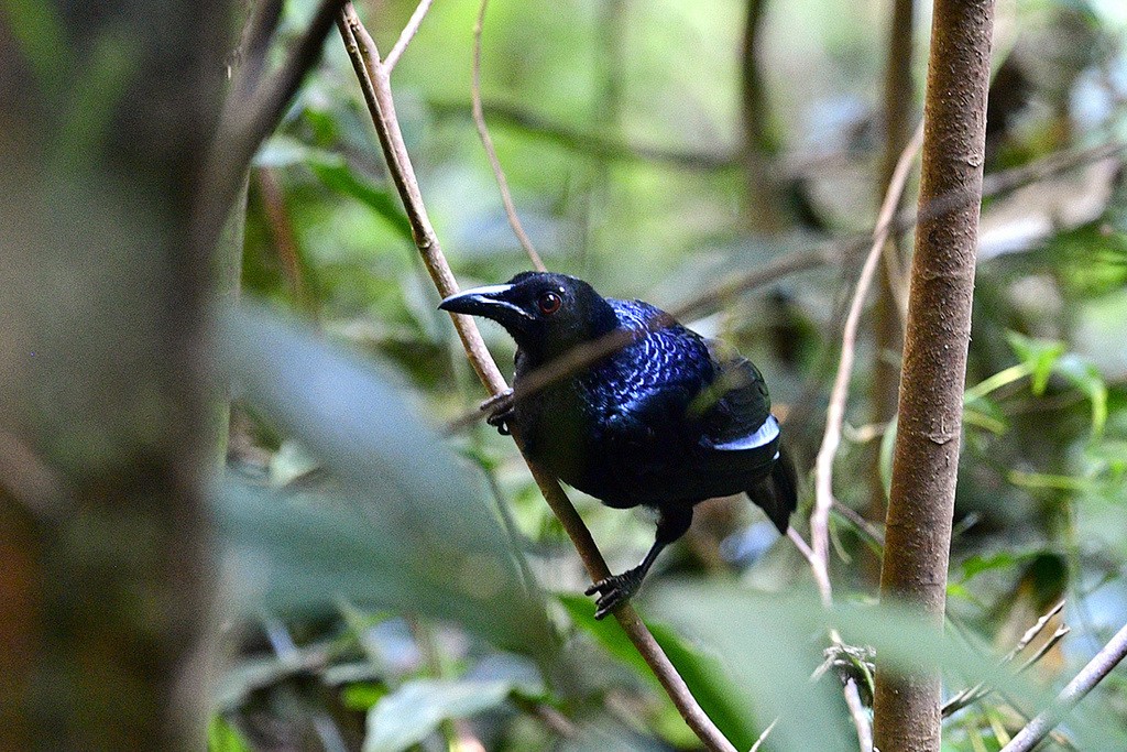 黑輝天堂鳥 (Manucodia ater)