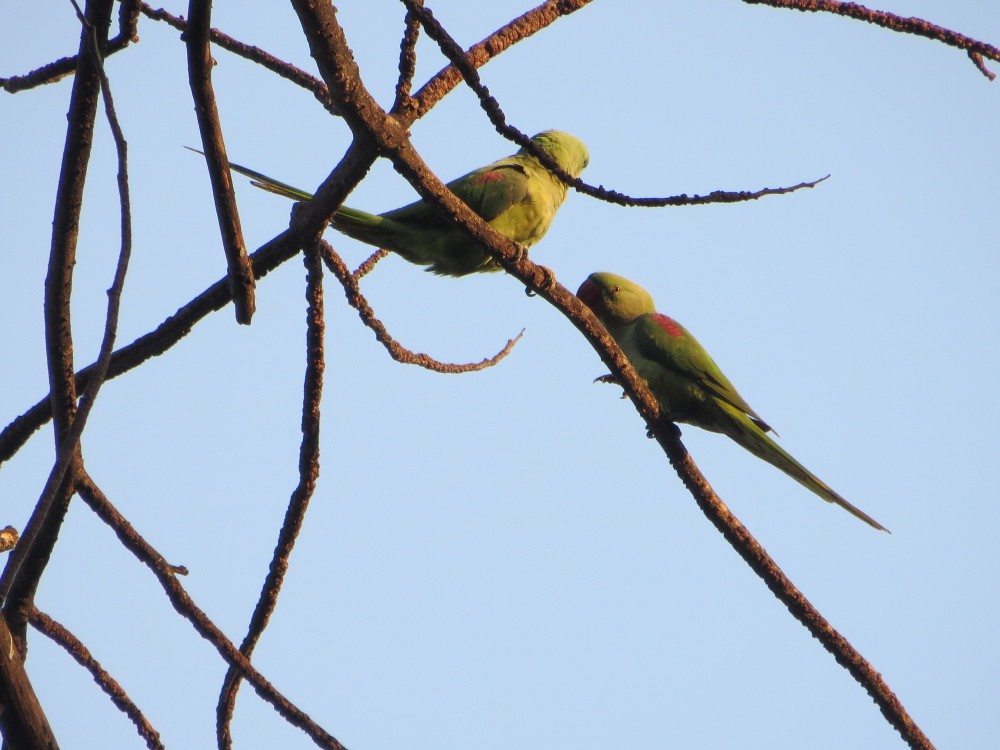 オオホンセイインコ (Psittacula eupatria)