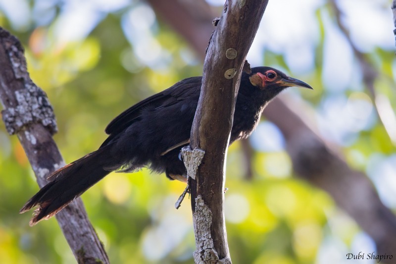 Rotgesicht-Honigfresser (Gymnomyza aubryana)