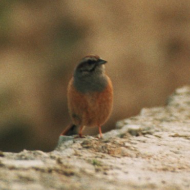 Godlewski's Bunting (Emberiza godlewskii)