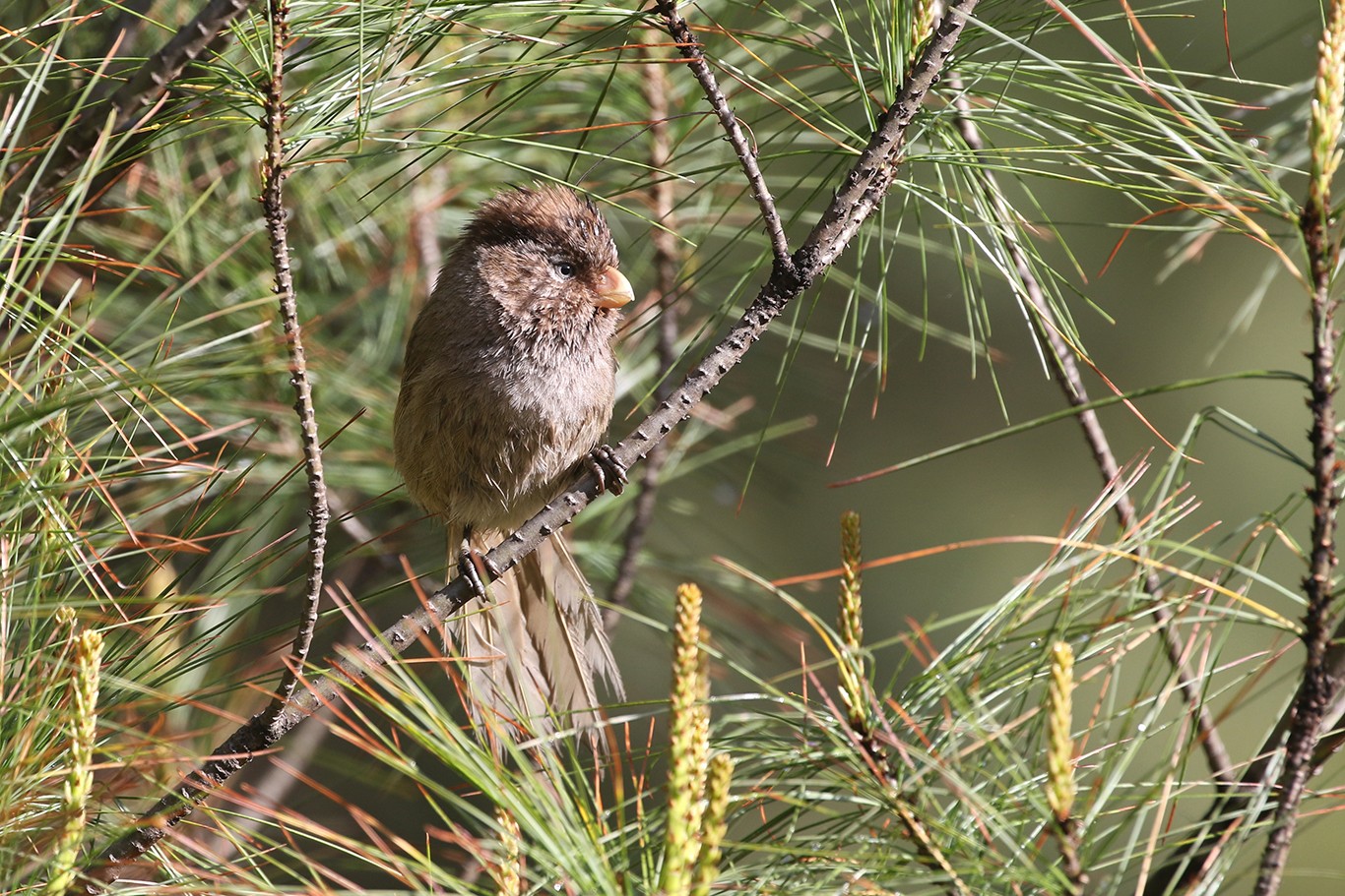 Bruine Diksnavelmees (Cholornis unicolor)