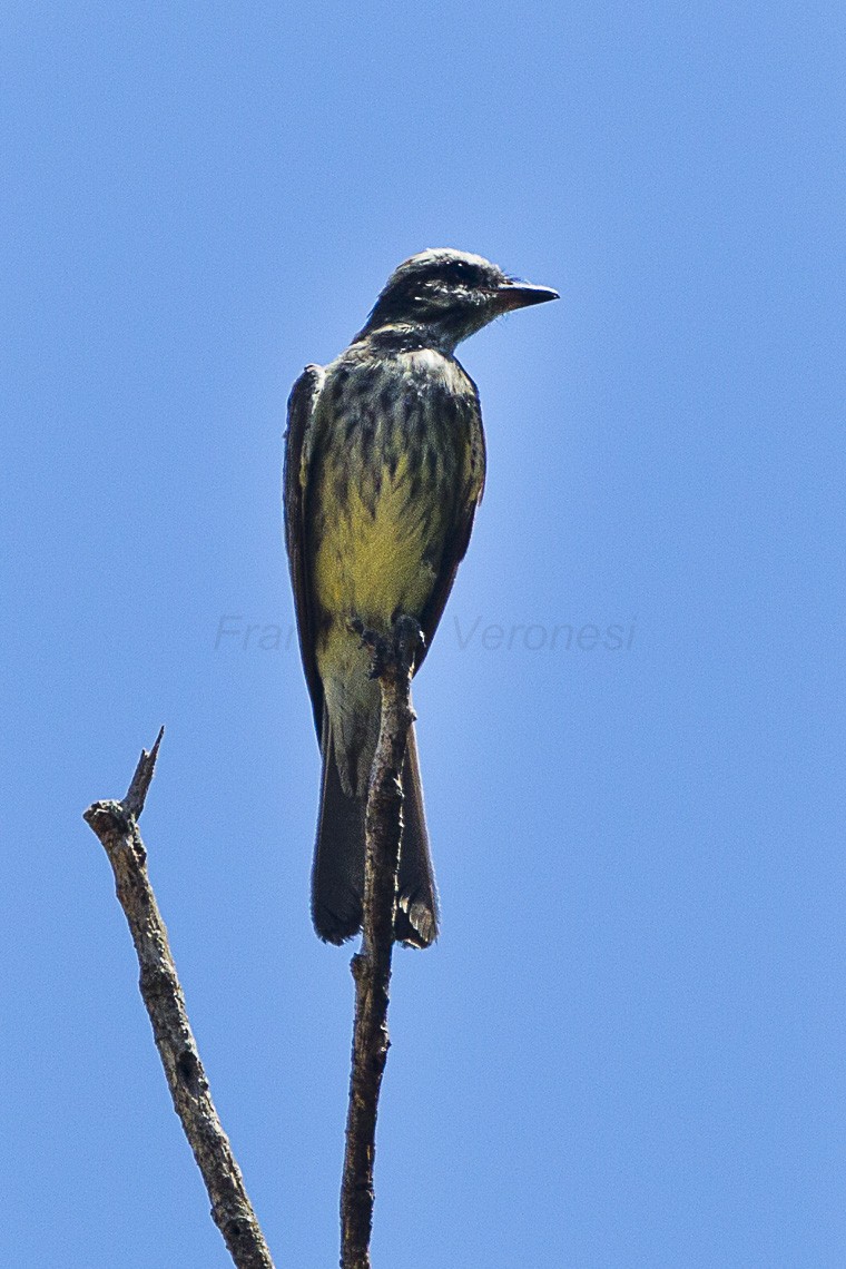 Empidonomus (Empidonomus)