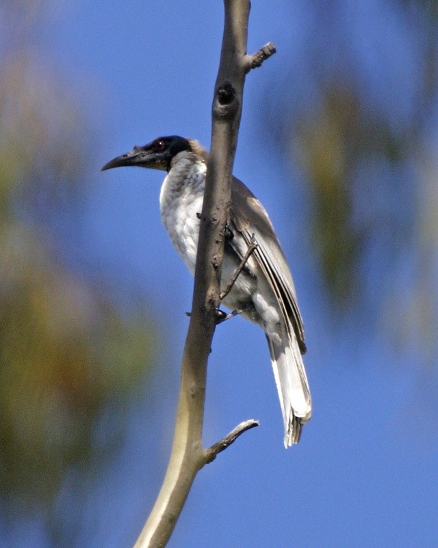 Uccello frate chiassoso (Philemon corniculatus)