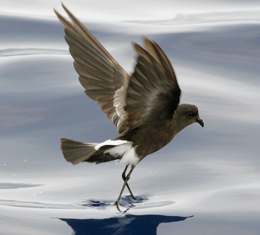 Wilson'S Storm-petrels (Oceanites)