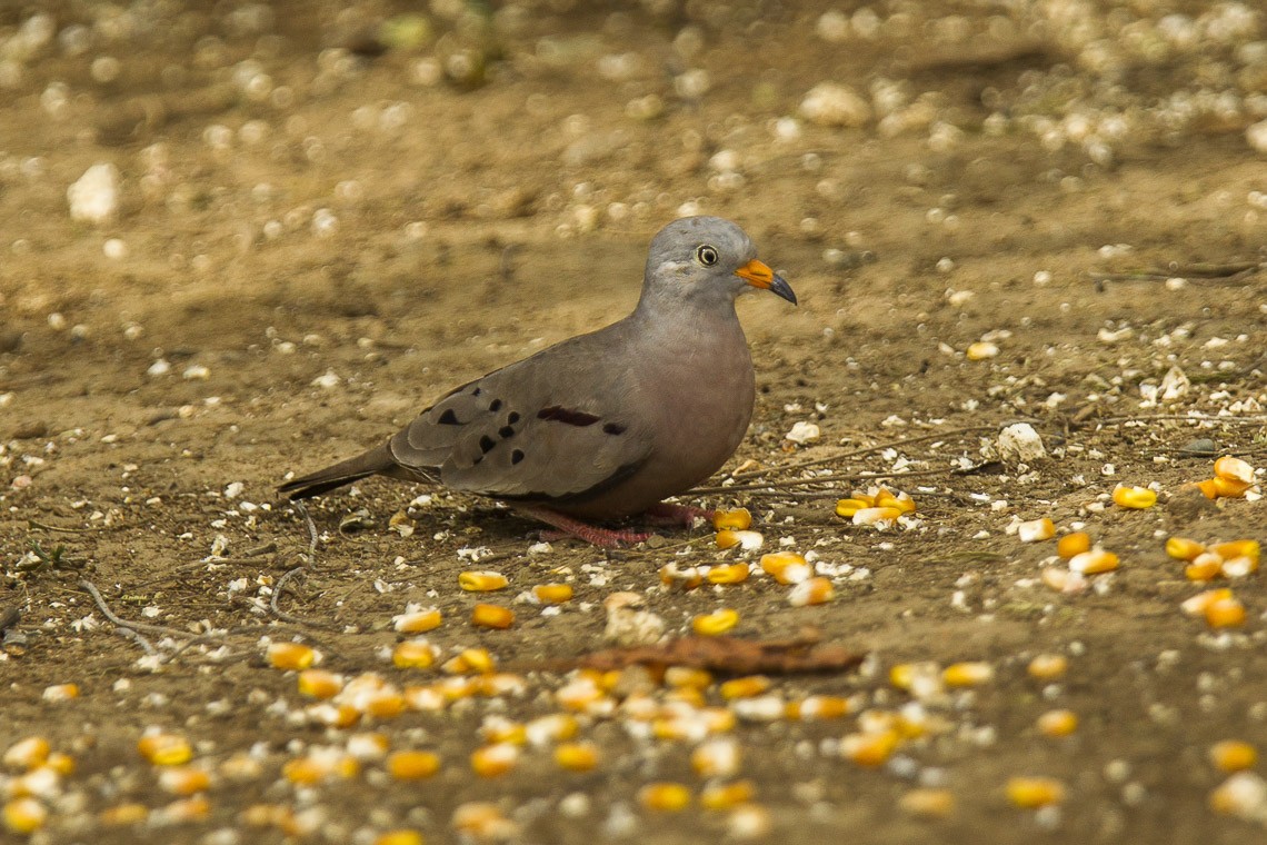 Croaking Ground Dove (Columbina cruziana)