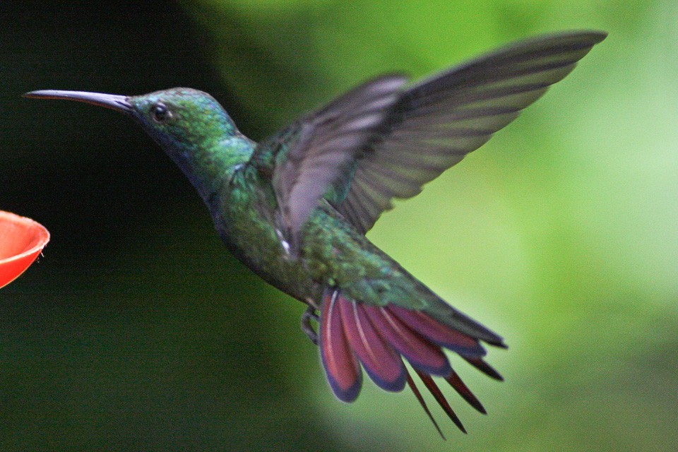 黑喉芒果蜂鳥 (Anthracothorax nigricollis)