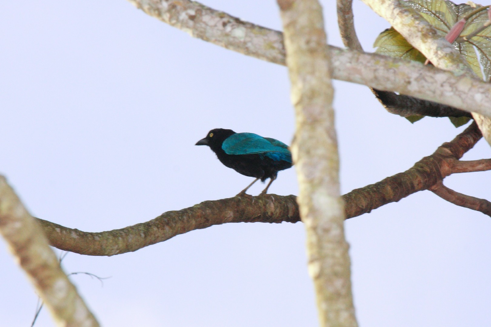 聖布拉斯冠鴉 (Cyanocorax sanblasianus)