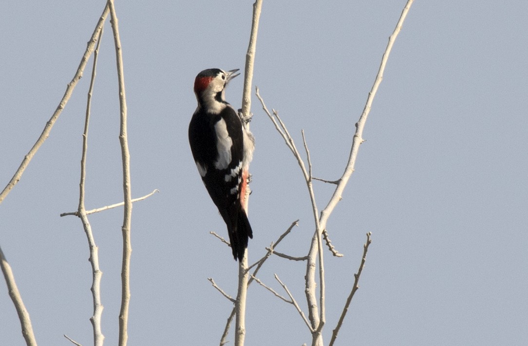 Syrian Woodpecker (Dendrocopos syriacus)