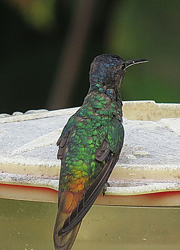 Golden-tailed Sapphire (Chrysuronia)