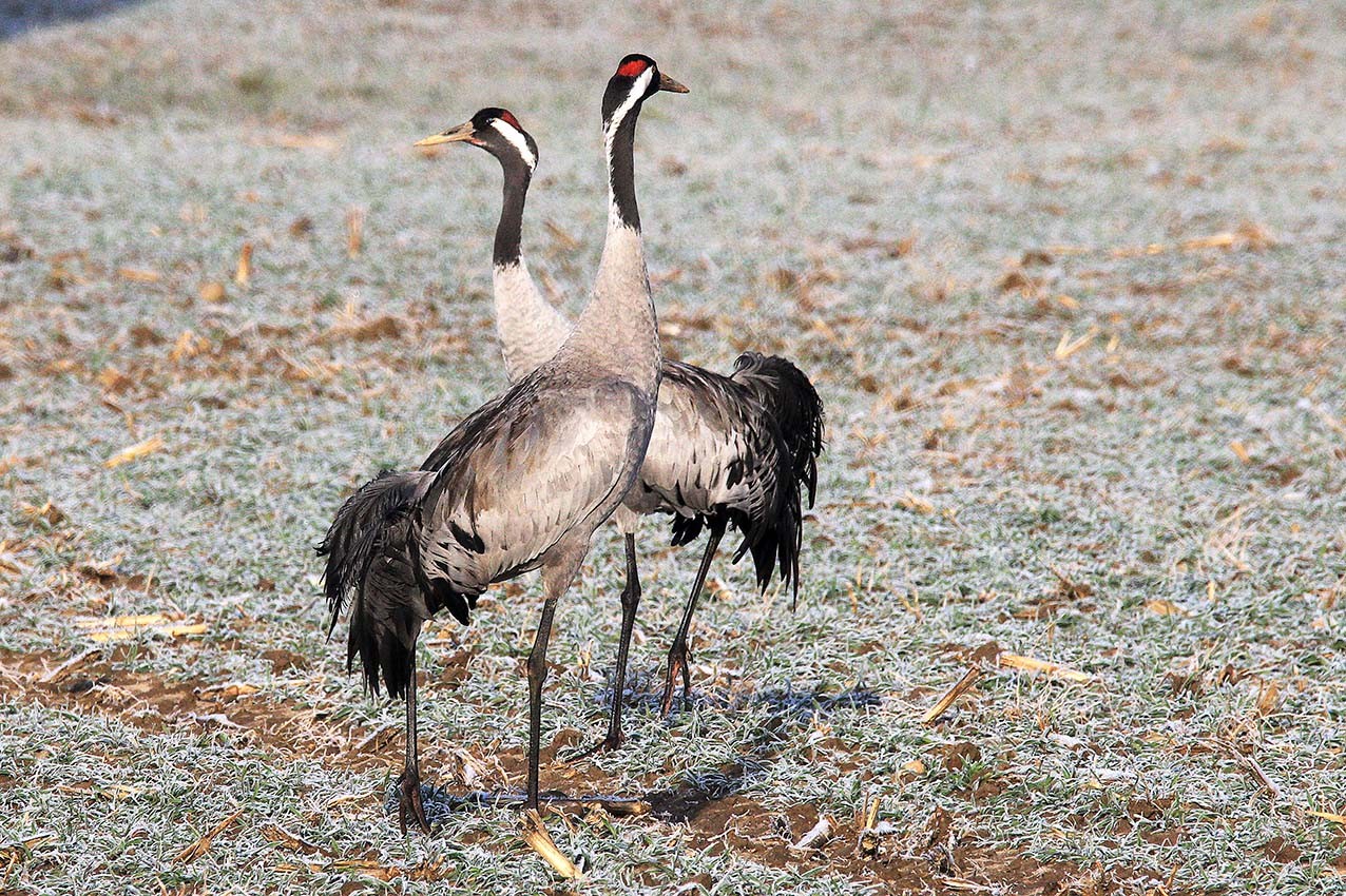 검은목두루미 (Grus grus)