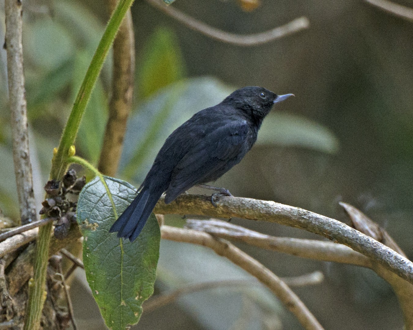 Schwarzhakenschnabel (Diglossa humeralis)