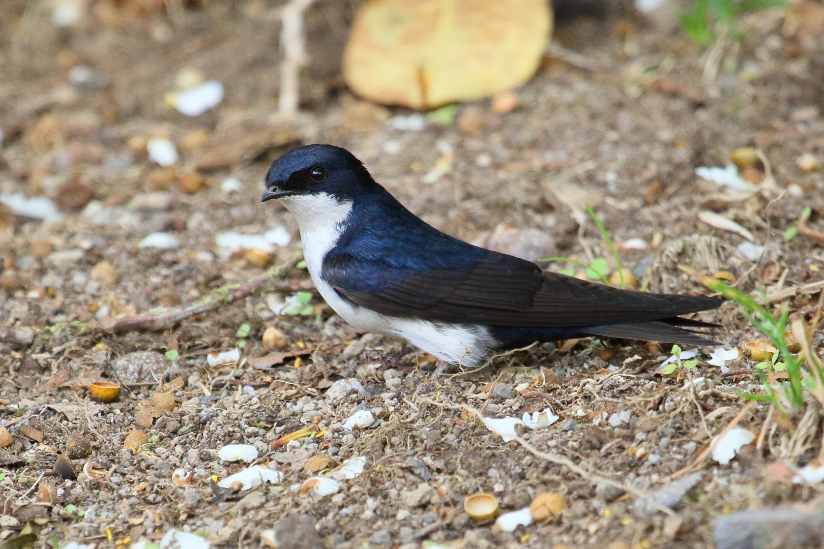 Rondine biancoblu (Pygochelidon cyanoleuca)