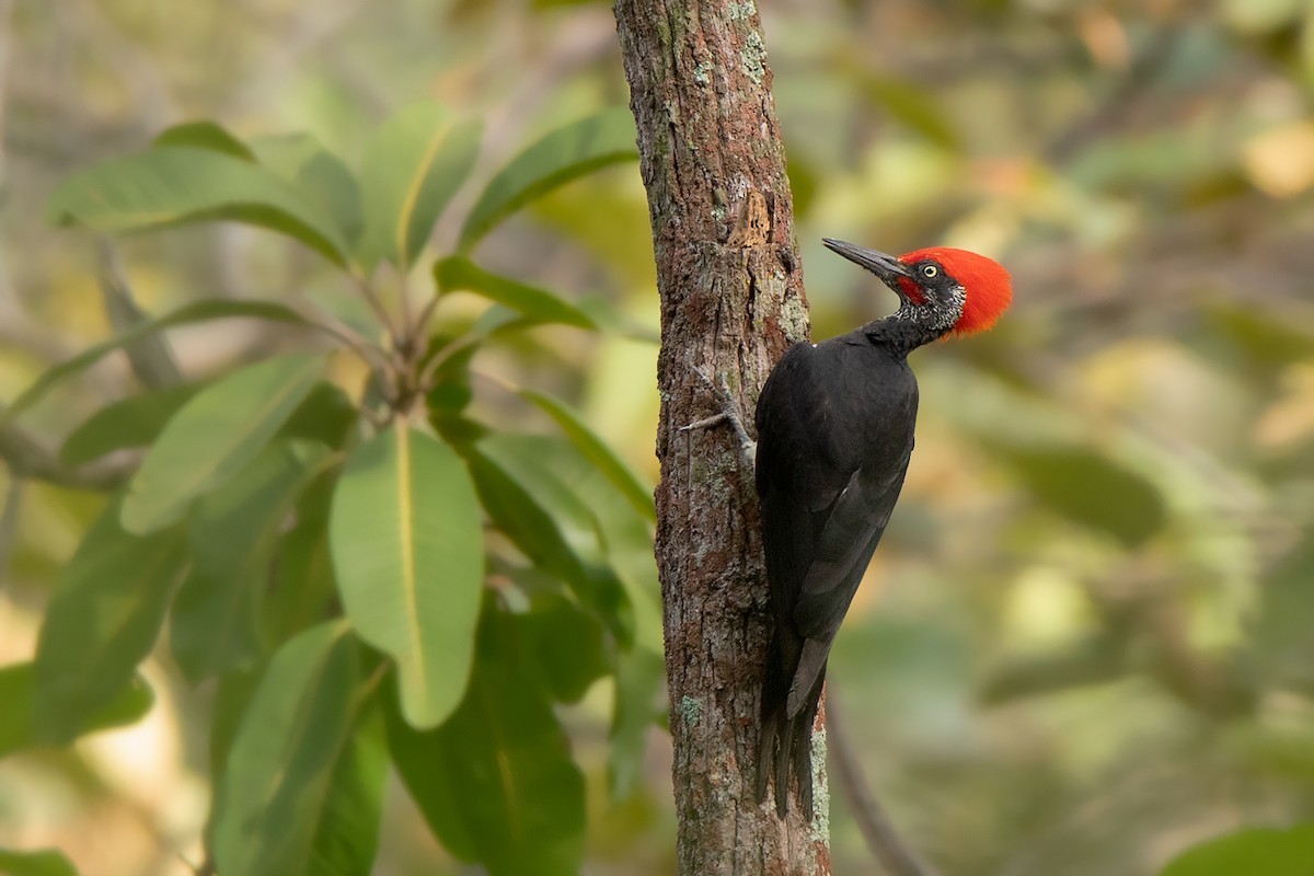 White-bellied Woodpecker (Dryocopus javensis)