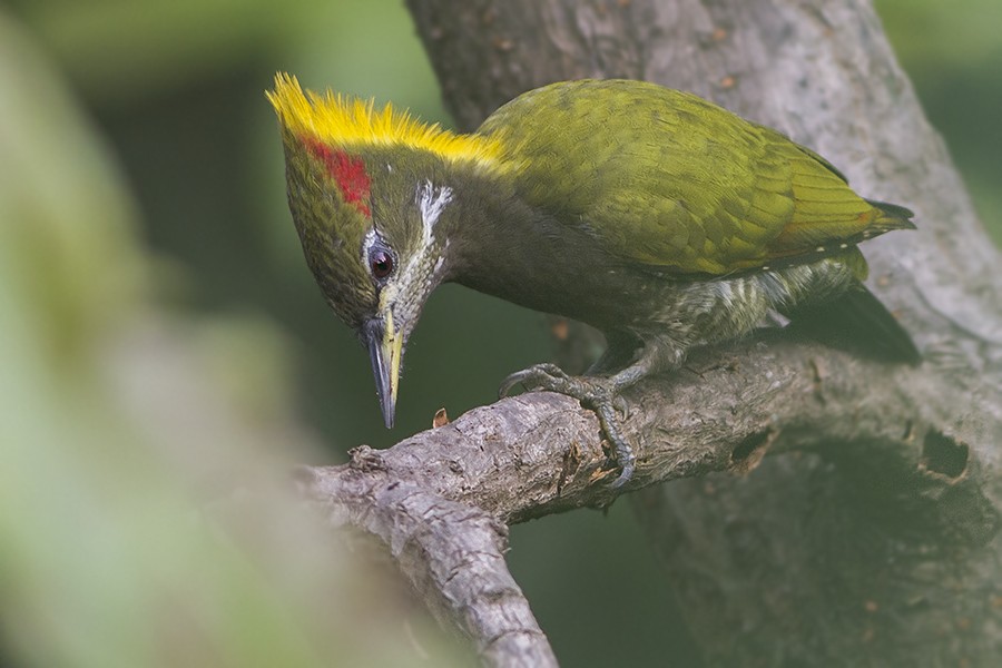 Eurasian Green Woodpeckers and Allies (Picus)