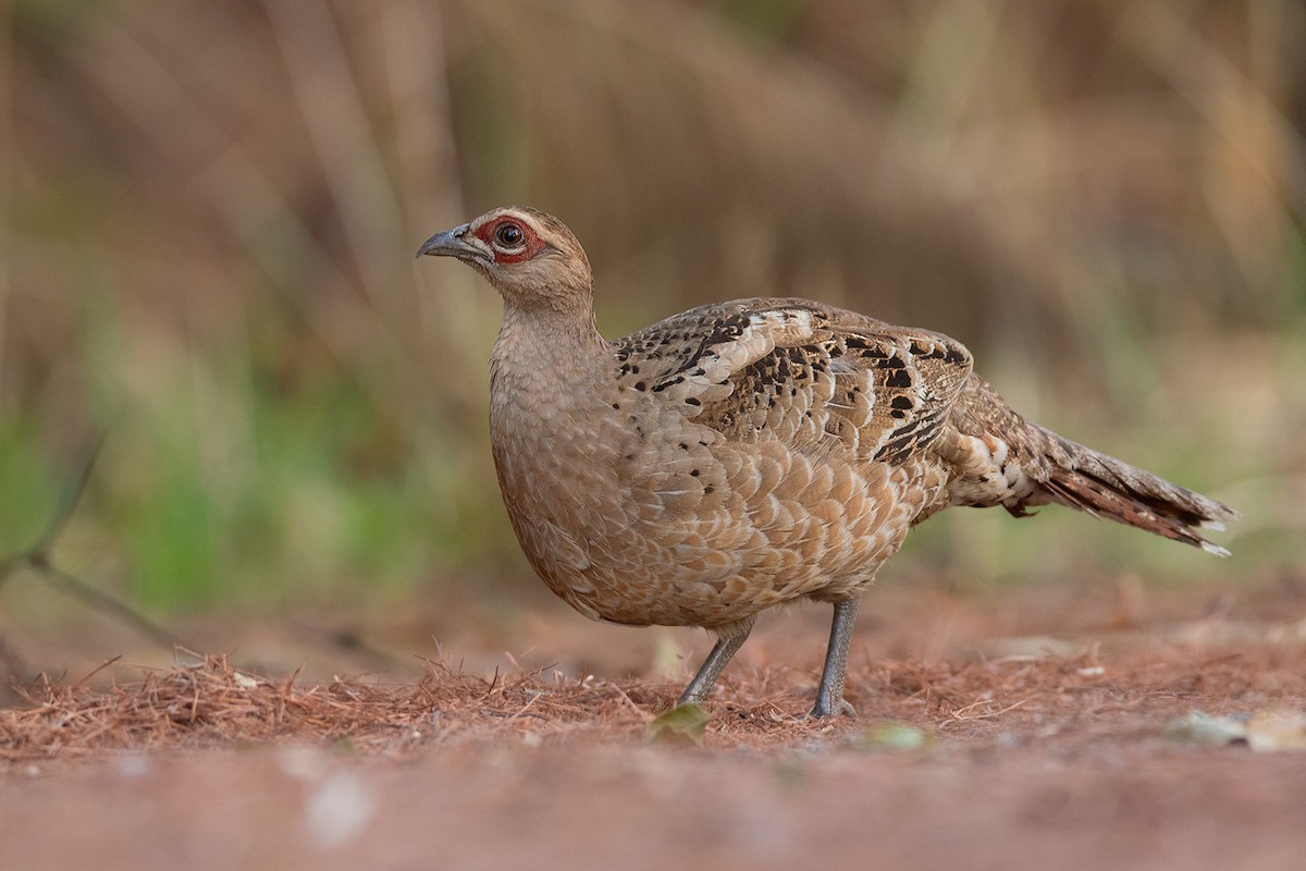 ビルマカラヤマドリ (Syrmaticus humiae)