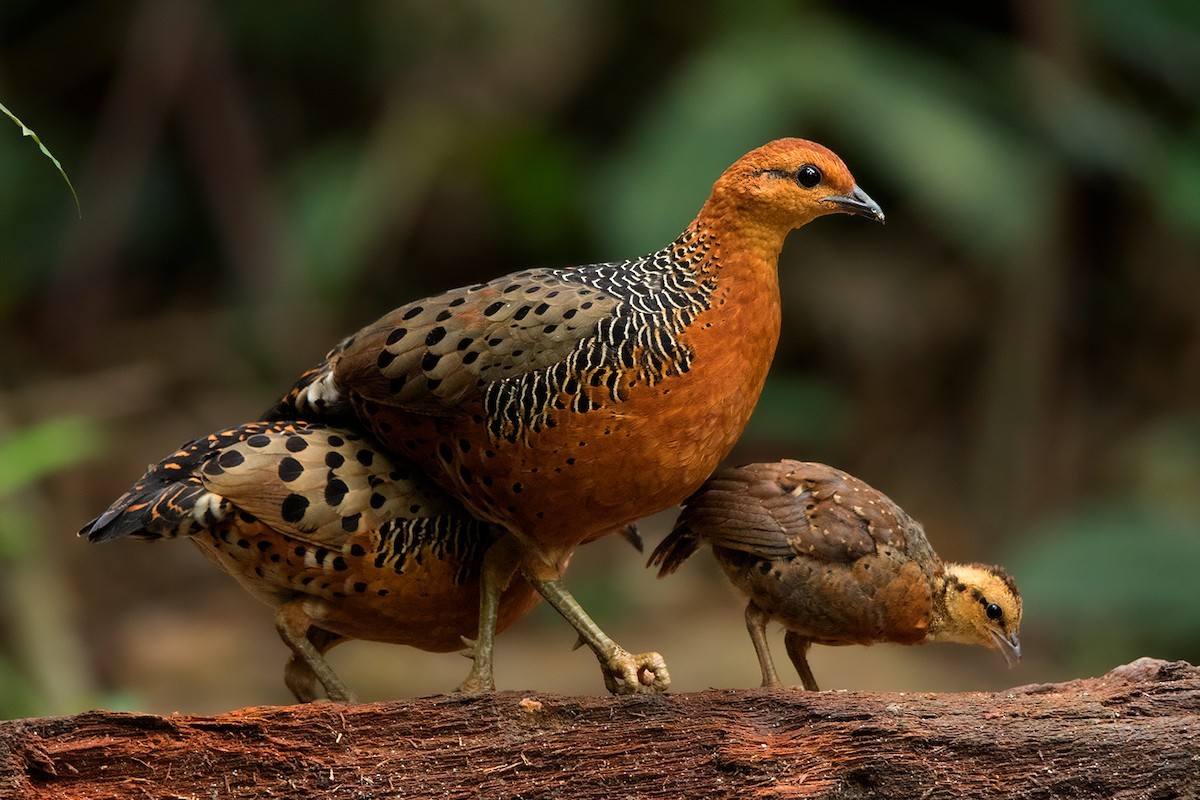 Ferruginous Partridge (Caloperdix)