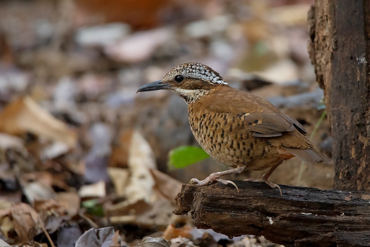 ツノヤイロチョウ (Hydrornis phayrei)