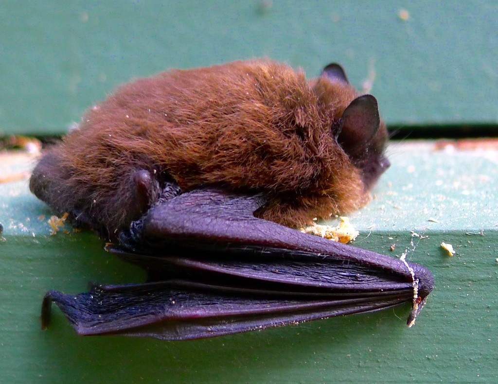 Myotis californicus (Myotis californicus)