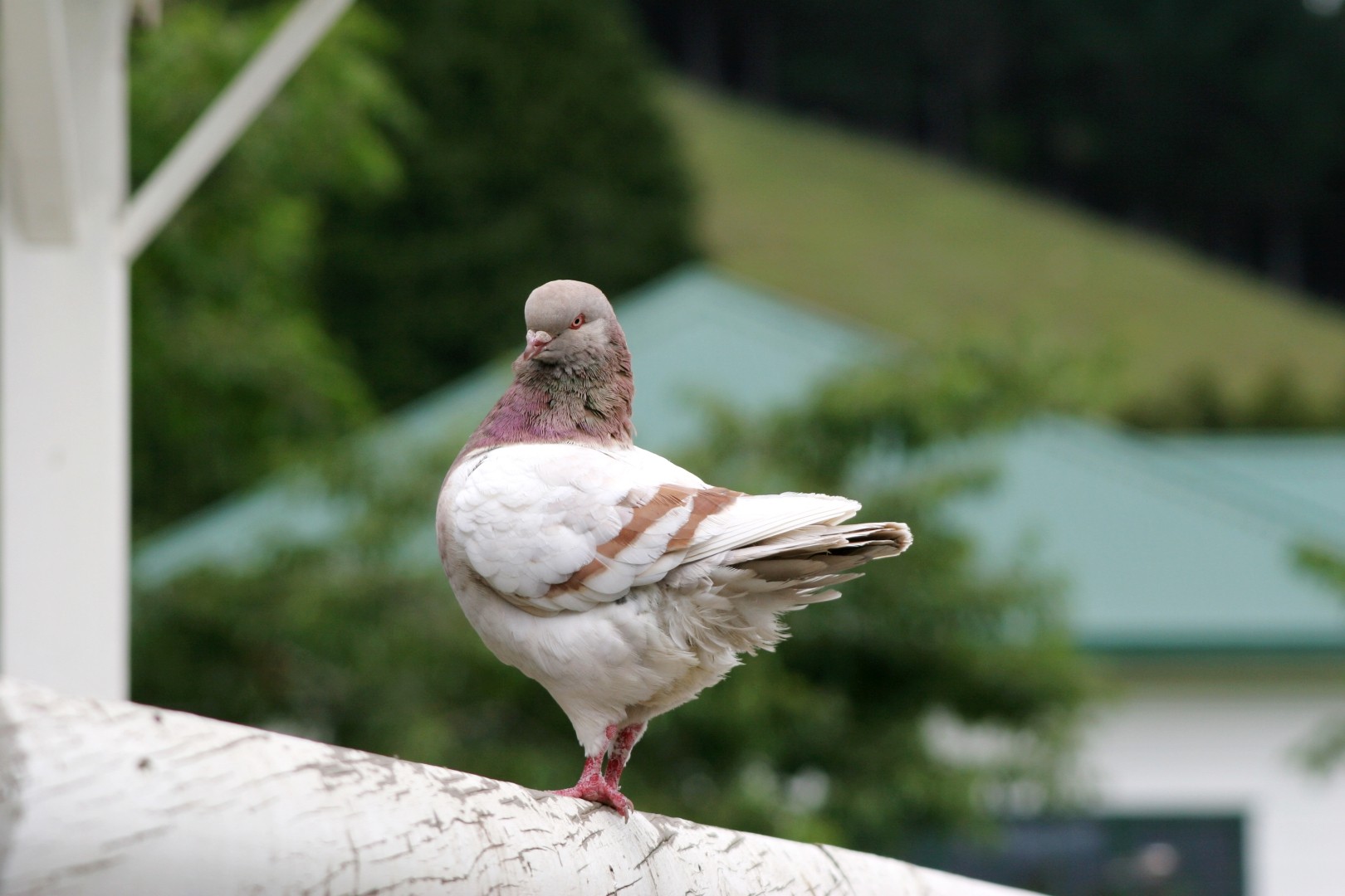 Columba livia domesticus 'Modena' (Columba livia domesticus 'Modena')