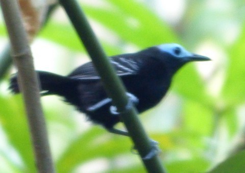 Formichiere caponudo (Gymnocichla nudiceps)