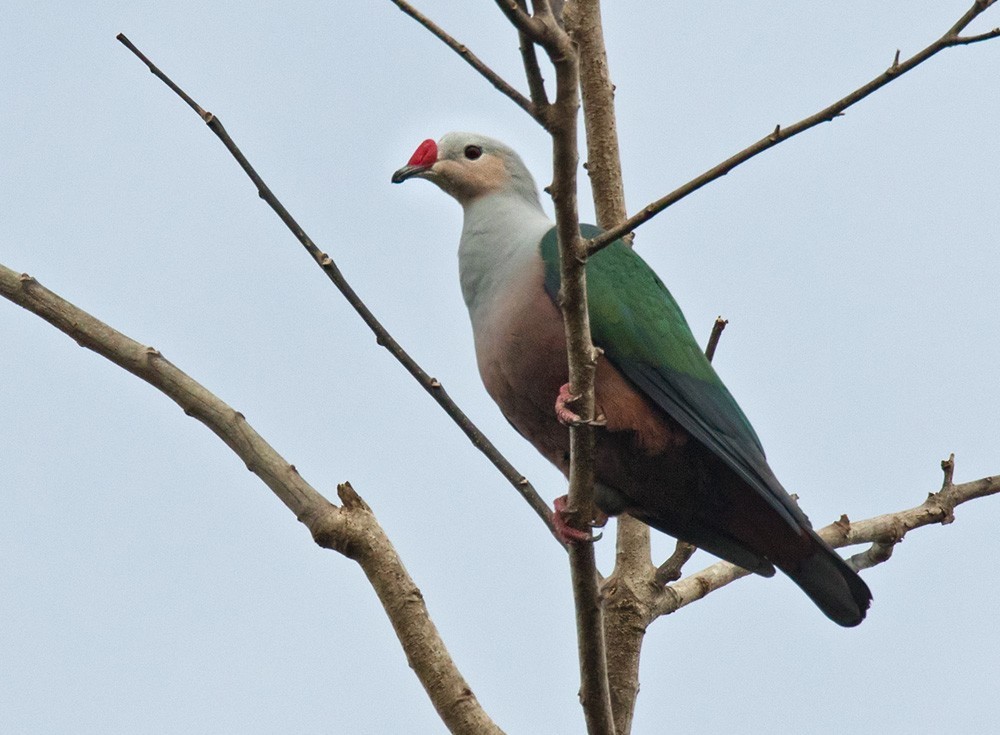 Red-knobbed Imperial Pigeon (Ducula rubricera)