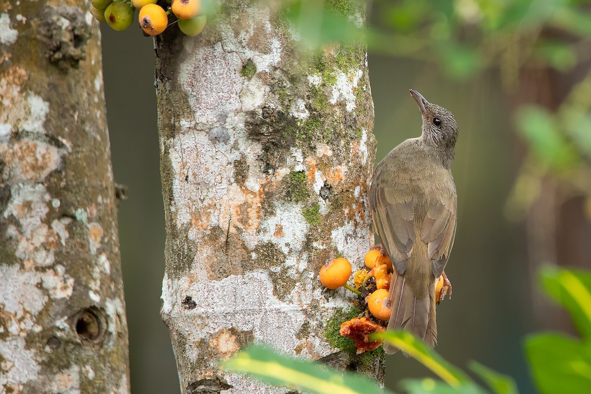 Ashy-fronted Bulbul