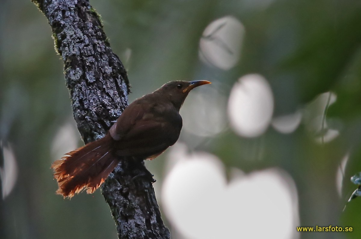 Gárrulo-papua (Garritornis isidorei)