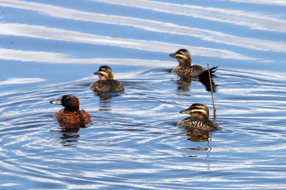 Masked Duck (Nomonyx)