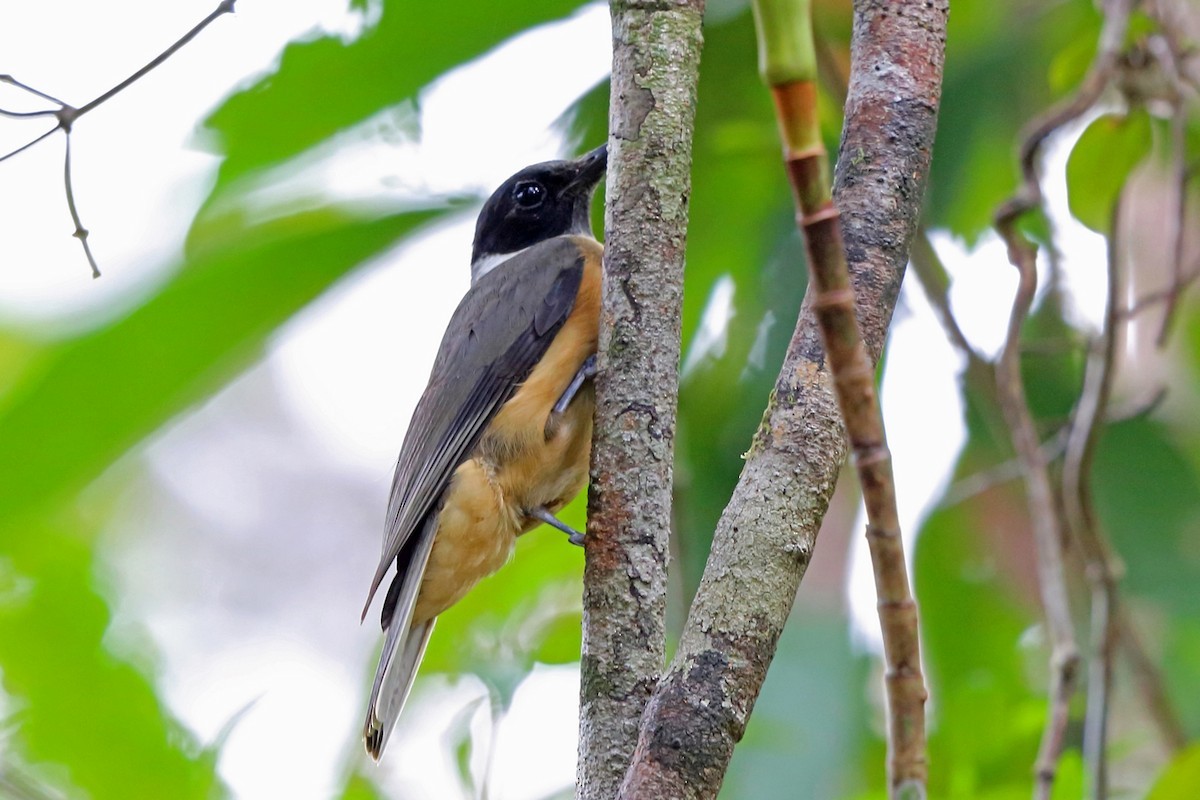 マダガスカルヒヨドリ (Tylas eduardi)