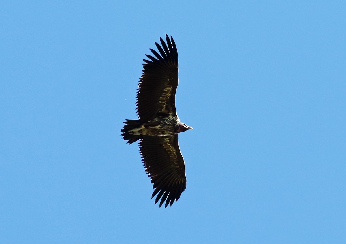 Buitre orejudo (Torgos tracheliotos)