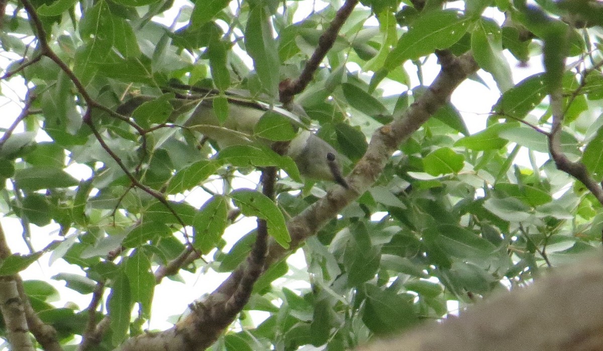 白胸鵑鵙 (Coracina pectoralis) Picture Bird