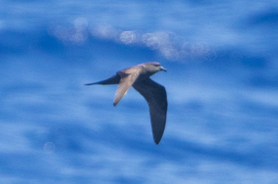 Bulwer'S and Jouanin'S Petrels (Bulweria)