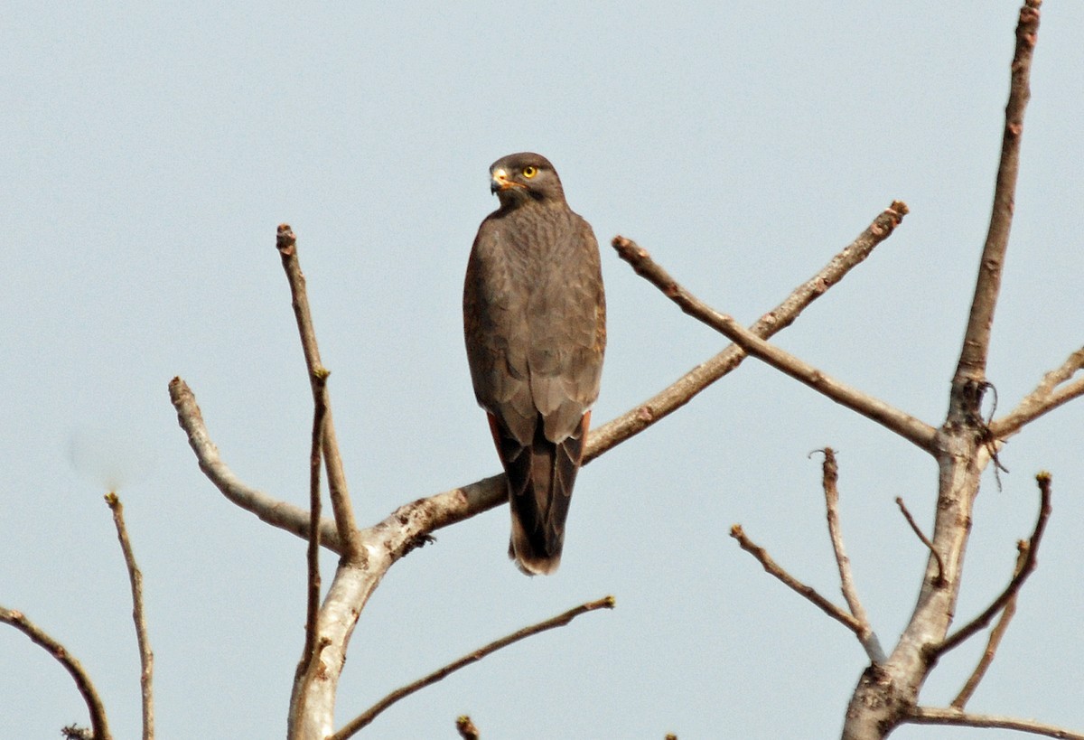 Busardo langostero (Butastur rufipennis)