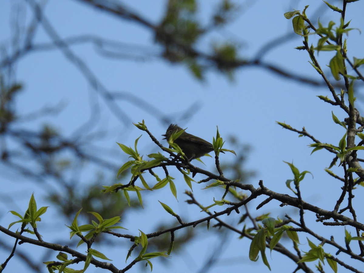 Yellow-browed Tit (Sylviparus)