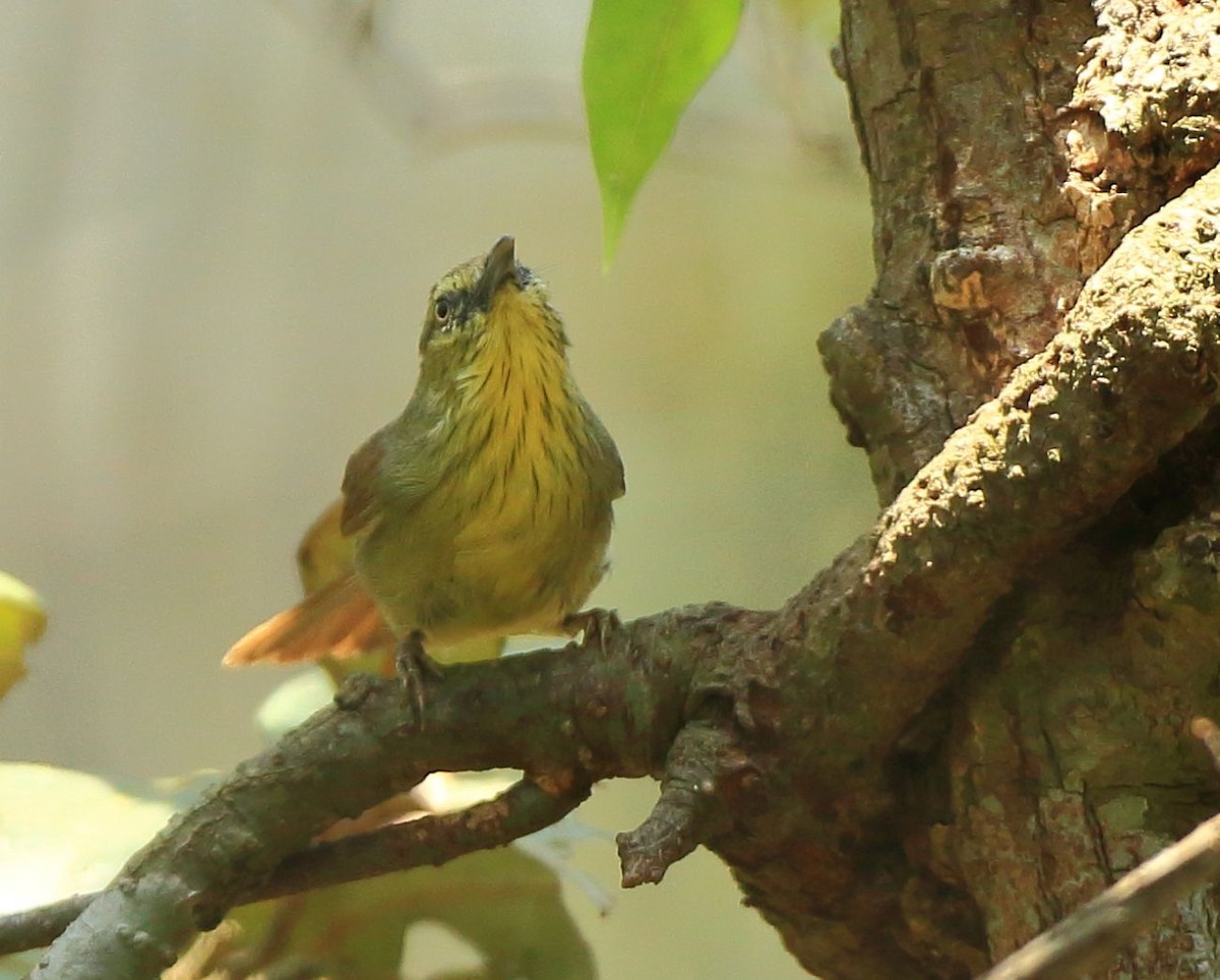 Timalí goliestriado (Mixornis gularis)