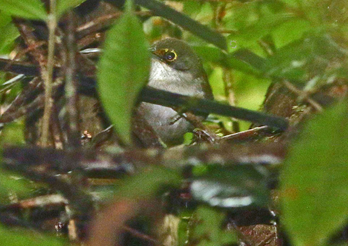 Oostelijke Tapuittangare (Calyptophilus frugivorus)