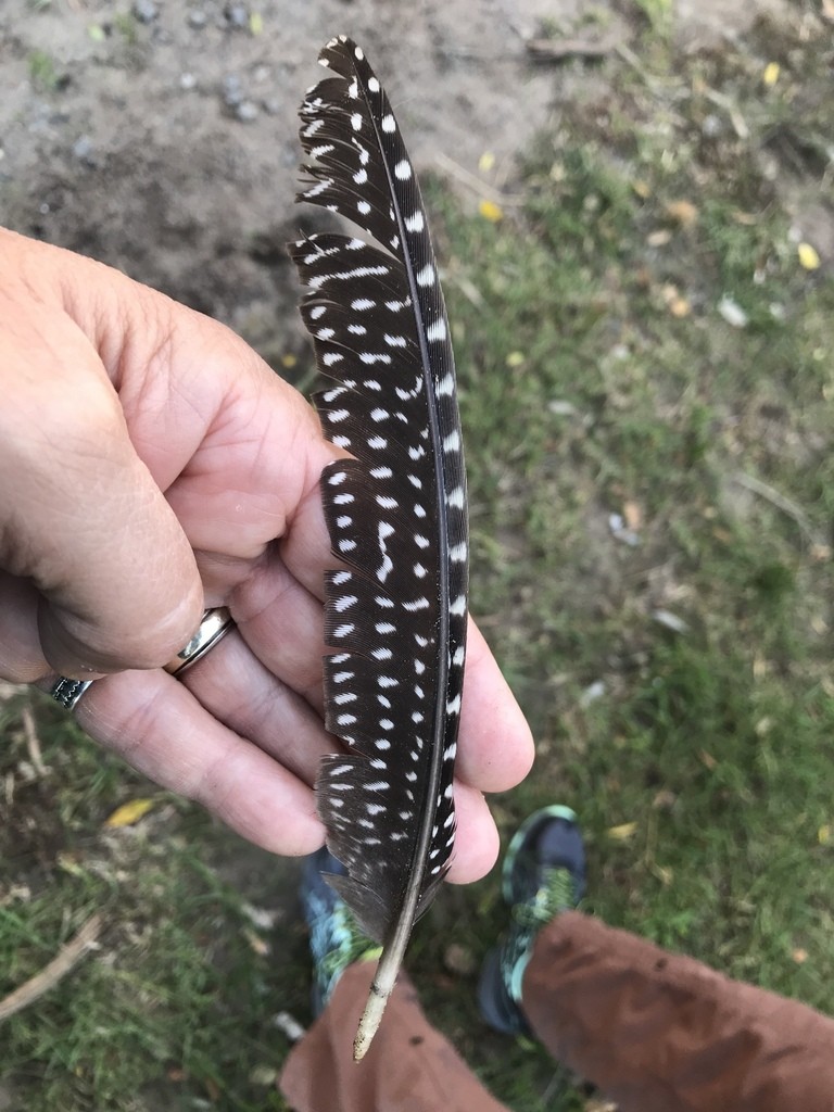 Gurney's Helmeted Guineafowl (Numida meleagris coronatus)