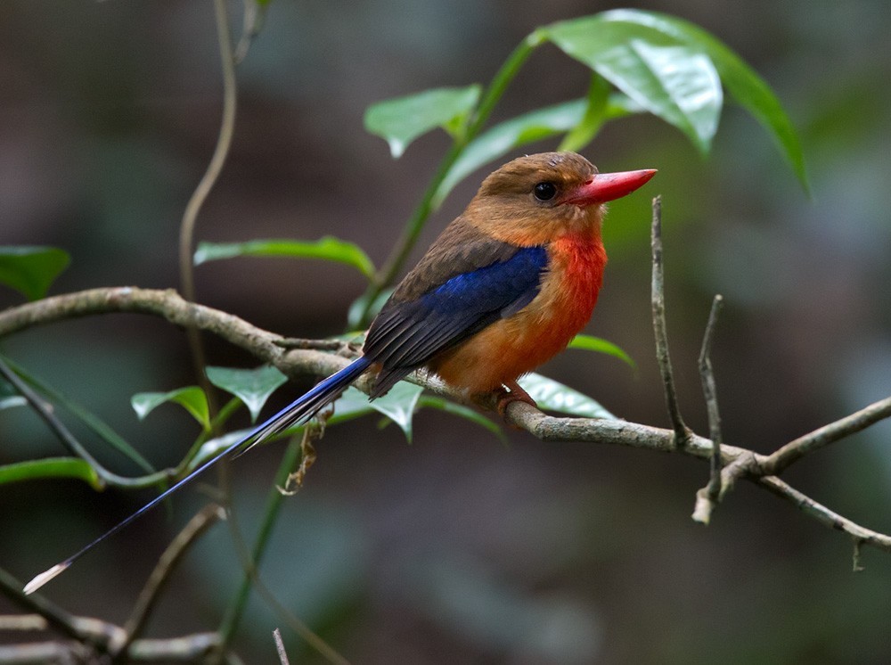 Martin pescatore del paradiso testabruna (Tanysiptera danae)