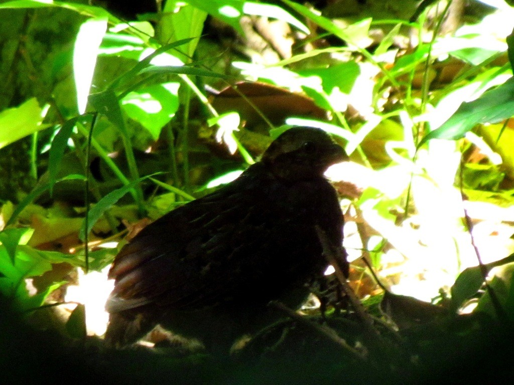 Tawny-faced Quails (Rhynchortyx)