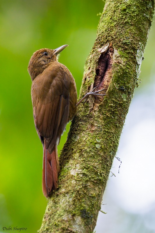 Arapaçu-liso (Dendrocincla turdina)