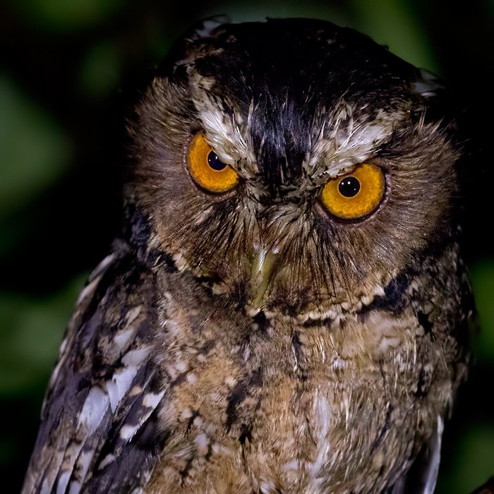 Javan Scops Owl (Otus angelinae)