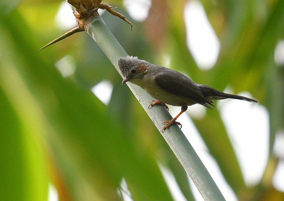 Красноухая юхина (Staphida castaniceps)