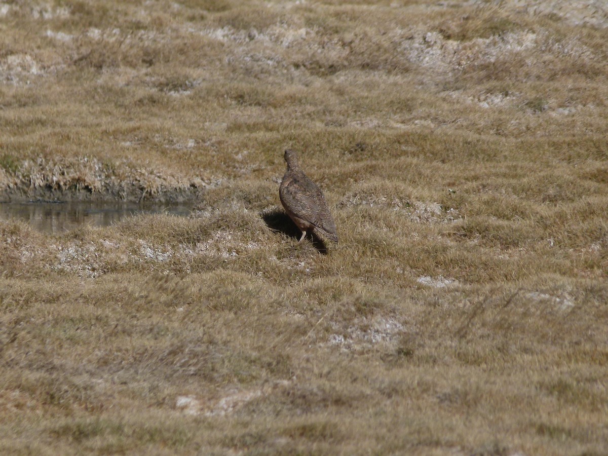 Greater Seedsnipes (Attagis)