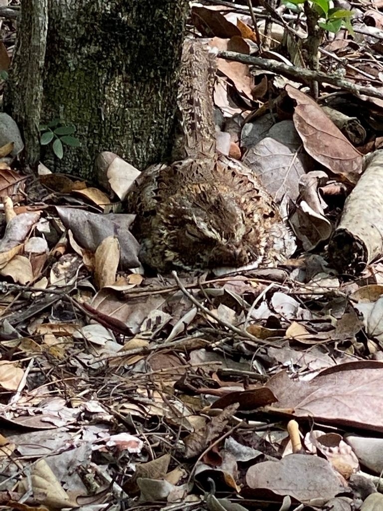 Caribbean pauraques (Siphonorhis)