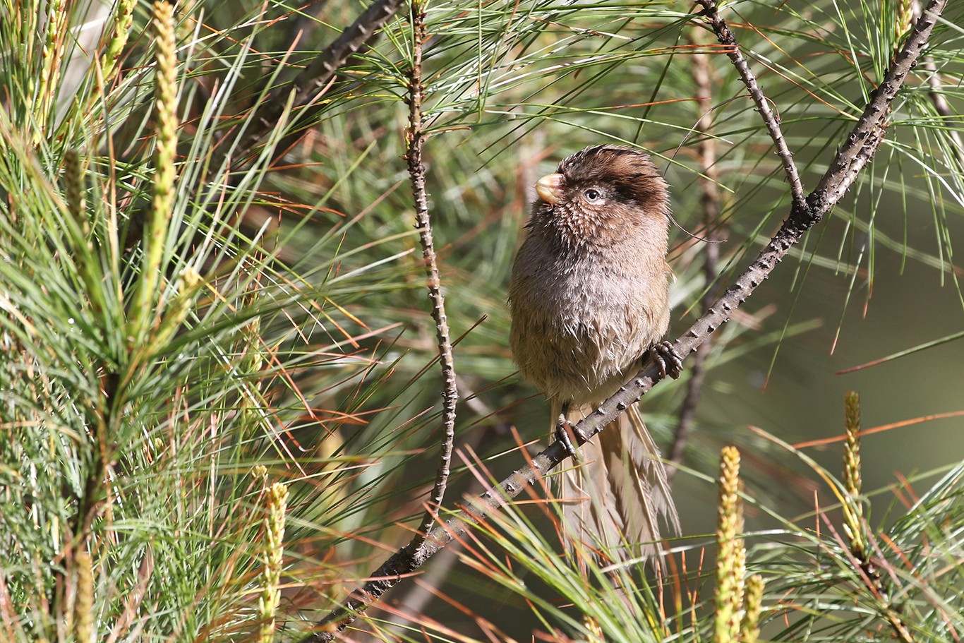 Picoloro Unicolor (Cholornis unicolor)