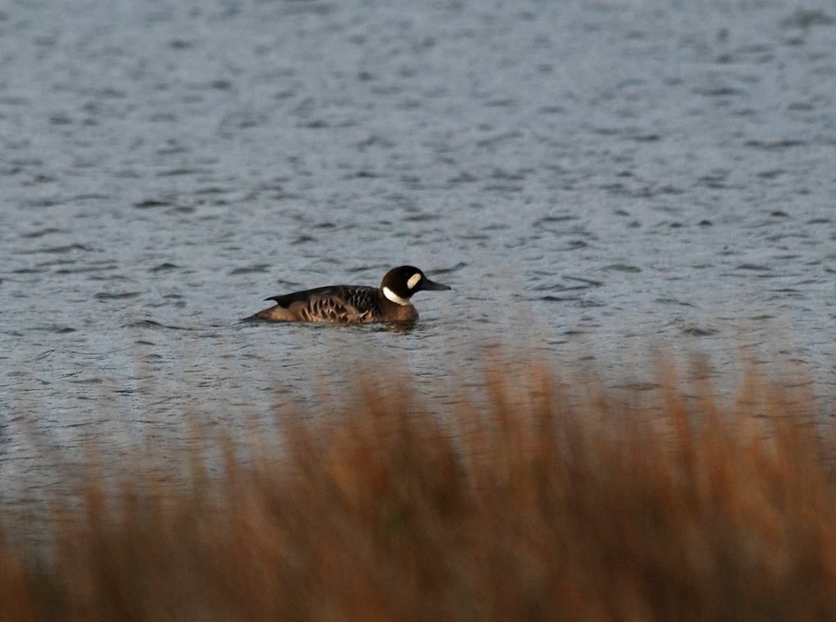 銅翅鴨 (Speculanas specularis)